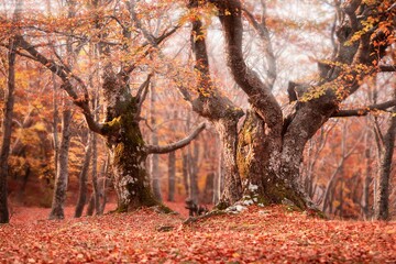 Beauty autumn forest landscape