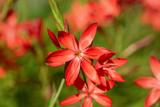 Schizostylis or Hesperantha coccinea, River Lily Flowers in early autumn garden
