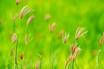 reeds grass flower