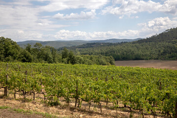 Fototapeta na wymiar San Galgano, Chiusdino (SI), Italy - August 15, 2021: Vine cultivation near Abbazia San Galgano, Chiusdino, Siena, Tuscany, Italy