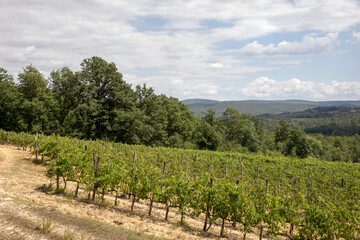 Fototapeta na wymiar San Galgano, Chiusdino (SI), Italy - August 15, 2021: Vine cultivation near Abbazia San Galgano, Chiusdino, Siena, Tuscany, Italy