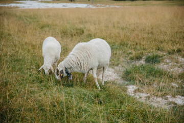 Natürliche Schönheit: Schafe im Einklang