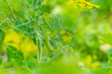 A pod of green peas hanging on a bush in a vegetable garden close-up