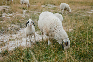 Herrliche Hügel, glückliche Schafe
