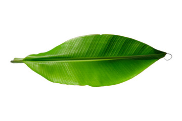 Banana leaf isolated on white background