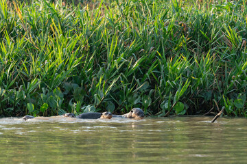 The giant otter or giant river otter (Pteronura brasiliensis)