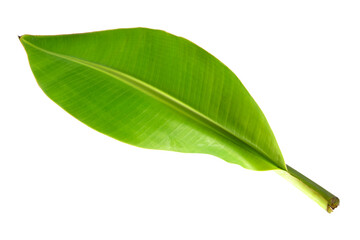 Fototapeta premium Banana leaf isolated on white background