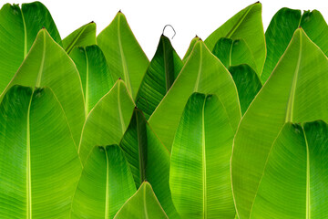 Banana leaf isolated on white background