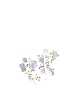 水彩で描いたぶどうのようなカラフルな実がついた綺麗な枝と葉のイラスト素材