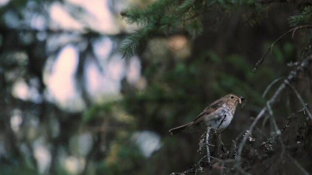 A Swainson's thrush chirps as it perches on a lichen covered pine branch with a beak full of insects it will take back to it's nest in the forest. 