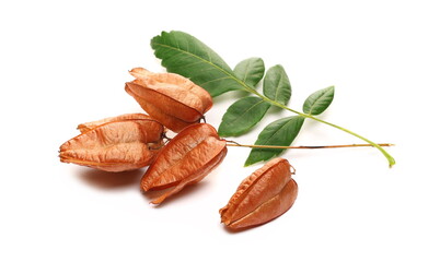 Golden rain tree fruit, pride of India, China tree and varnish tree, Koelreuteria, (Koelreuteria paniculata) isolated ob white background