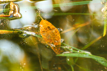 Swamp vegetation at golden hour sunset