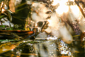 Swamp vegetation at golden hour sunset