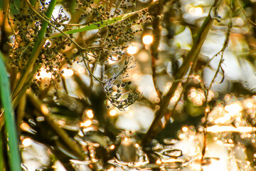 Swamp vegetation at golden hour sunset