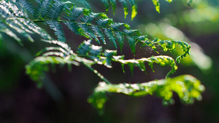 Macro de grandes feuilles de fougère allongées, d'un vert éclatant