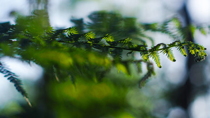Macro de grandes feuilles de fougère allongées, d'un vert éclatant