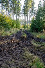 Spuren eines Harvester nach Waldarbeiten