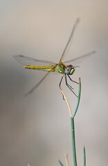 dragonfly on a branch