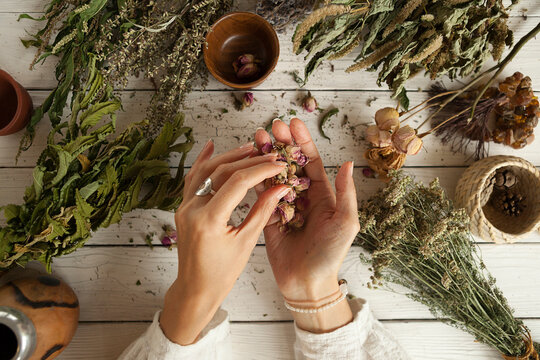 dried rosebuds in women's palms bunches of dried medicinal herbs, collection of medicinal herbs on a white wooden table, herbal medicine 