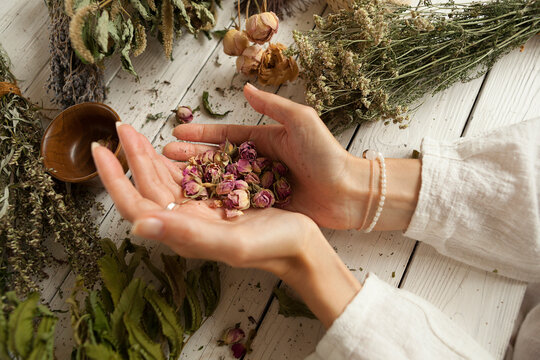 dried rosebuds in women's palms bunches of dried medicinal herbs, collection of medicinal herbs on a white wooden table, herbal medicine 