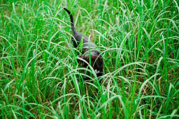 black puppy in the grass