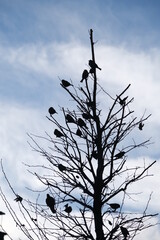 
bird on branch, sparrow, bird fruit