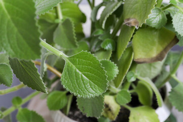 Lots of home mint leaves. Plant background, texture