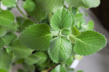 Lots of home mint leaves. Plant background, texture