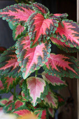 Close up plants of coleus, leaves texture, colorful leaf (red, pink and green)