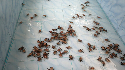 Baby sea turtle swim,ing in the pond at sea Turtle Conservation Center