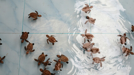 Baby sea turtle swim,ing in the pond at sea Turtle Conservation Center