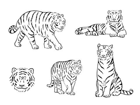 肉食動物 Images Browse 2 968 Stock Photos Vectors And Video Adobe Stock