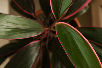 Naklejka na ściany i meble Cordilina leaf texture. Pink green background