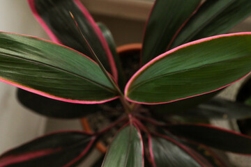 Obraz premium Cordilina leaf texture. Pink green background