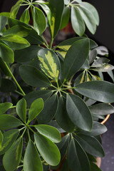 Schefflera colorful leaves, plant. Background for the designer and the artist. Texture