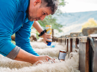 Young man vaccinating herd of sheep in farm