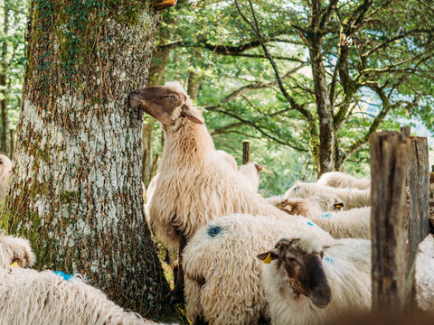 Herd of sheep pasturing in green forest in sunlight