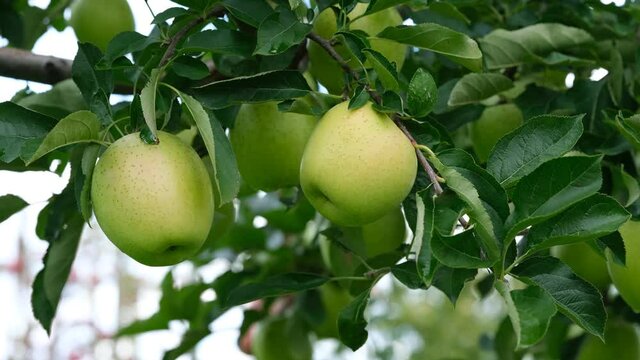 収穫を迎えた日本の青リンゴの動画素材