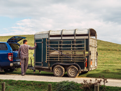 Anonymous farmer standing on road near livestock trailer