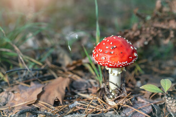 Beautiful small red and white fly agaric poisonous musroom in deep magic forest. Fairy tale scenic view of toadstool amanita fungus in fallen needles and leaves. Spring wild nature background