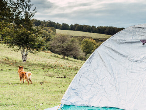 Cute dog standing on grassy meadow at campsite