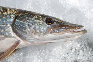 A northern pike caught while ice fishing. 