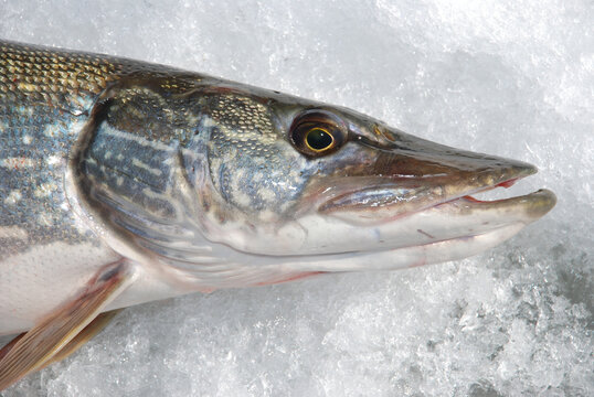 A Northern Pike Caught While Ice Fishing. 