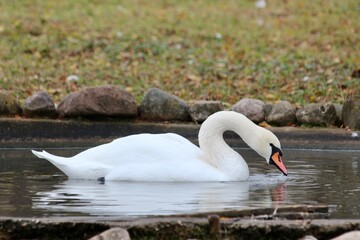 swans on the lake