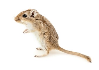 Brown Gerbil Standing on Two Feet
