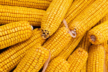 Dry corn cob background closeup. Agriculture, farming concept. 