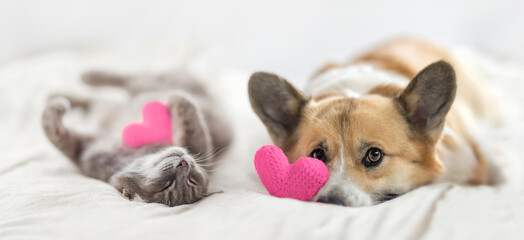 cute cat and corgi dog are lying on a white bed together surrounded by knitted pink hearts