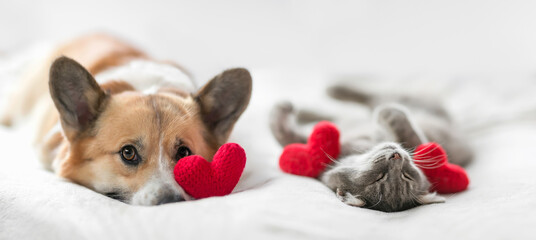 funny friends cute cat and corgi dog are lying on a white bed together surrounded by knitted red...