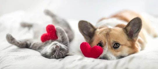 Gardinen cute cat and corgi dog are lying on a white bed together surrounded by knitted red hearts © nataba