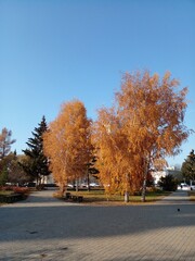 autumn in the park